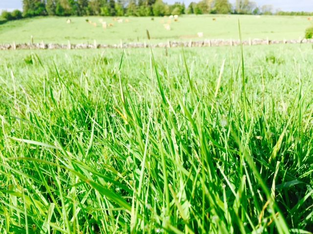 'Just because you don't live in Cork doesn't mean you can't grow lots of grass'