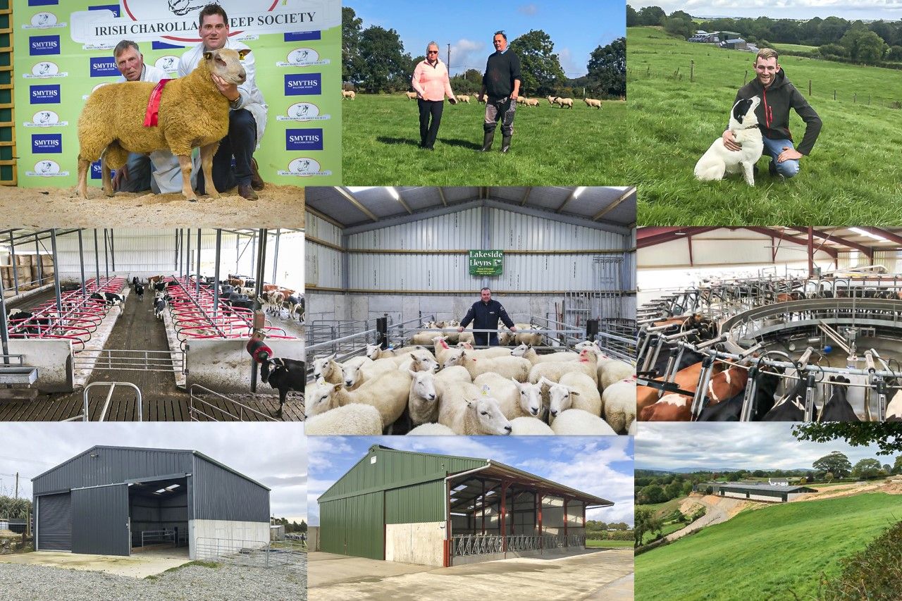 Back in focus: 10 sheep and buildings focus pieces from the past