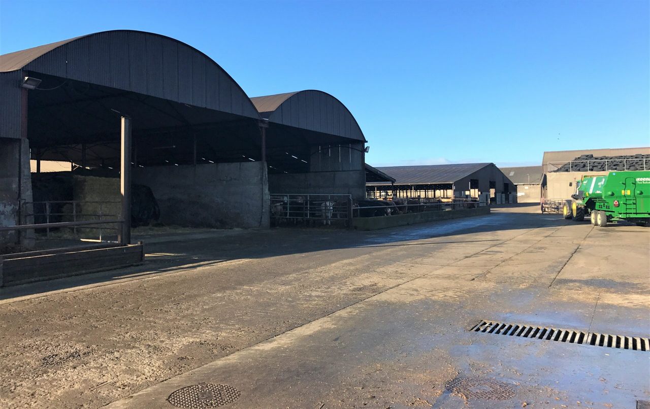 Beef focus: Finishing 3,500 head of cattle on one of Ireland's largest feedlots