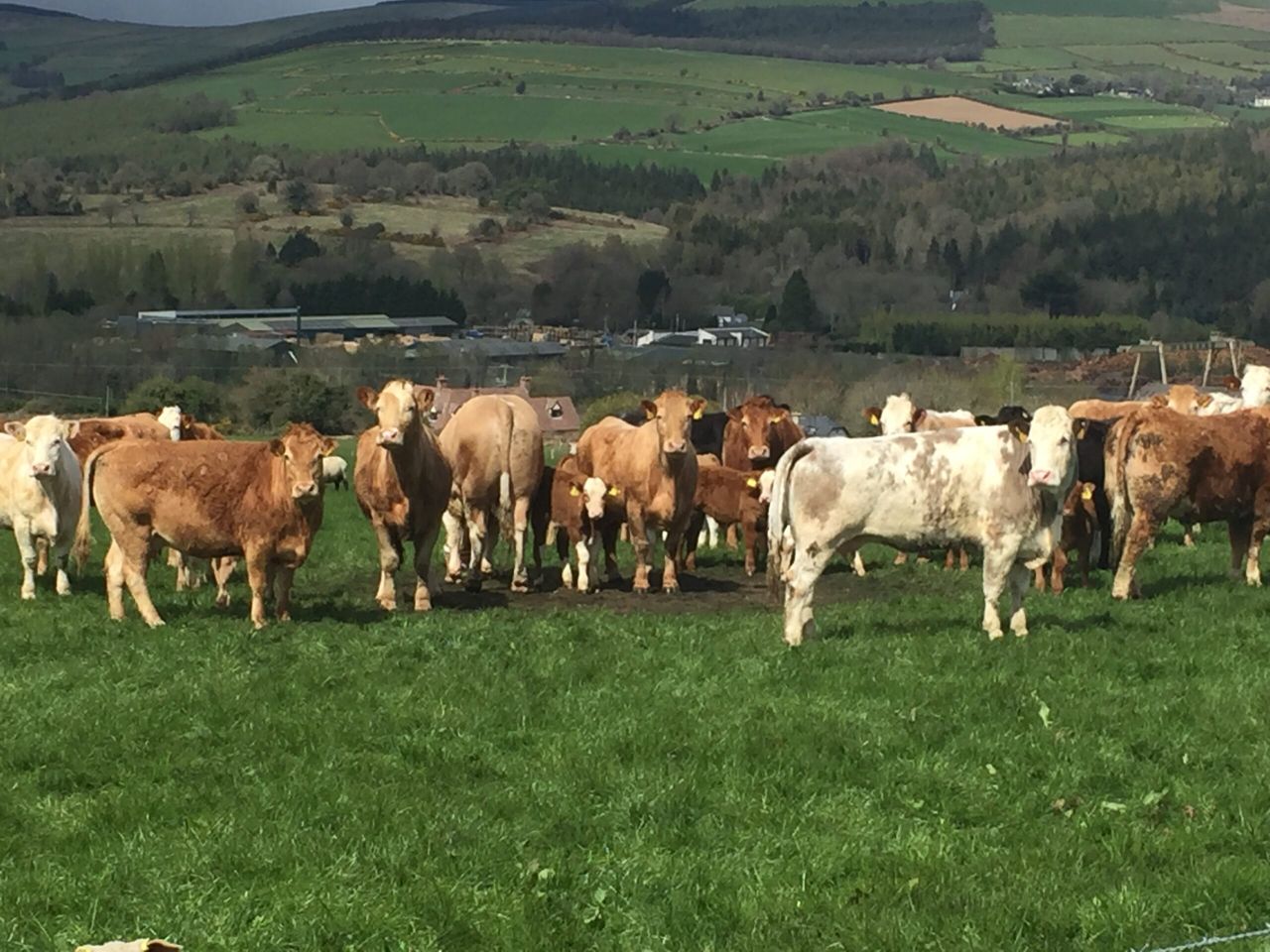 UK and Irish farmers paid a similar R3 heifer price - European Commission