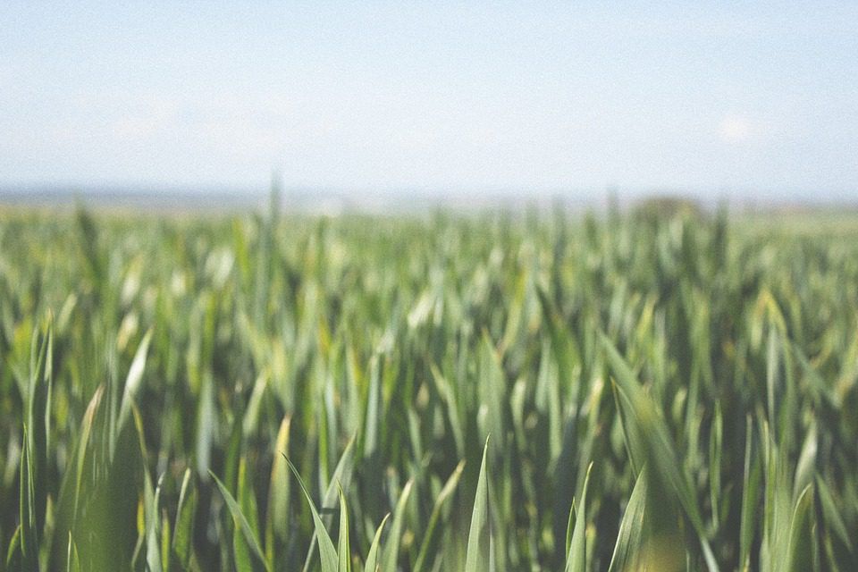 Sencrop: French firm develops localised weather 'platform' for farmers