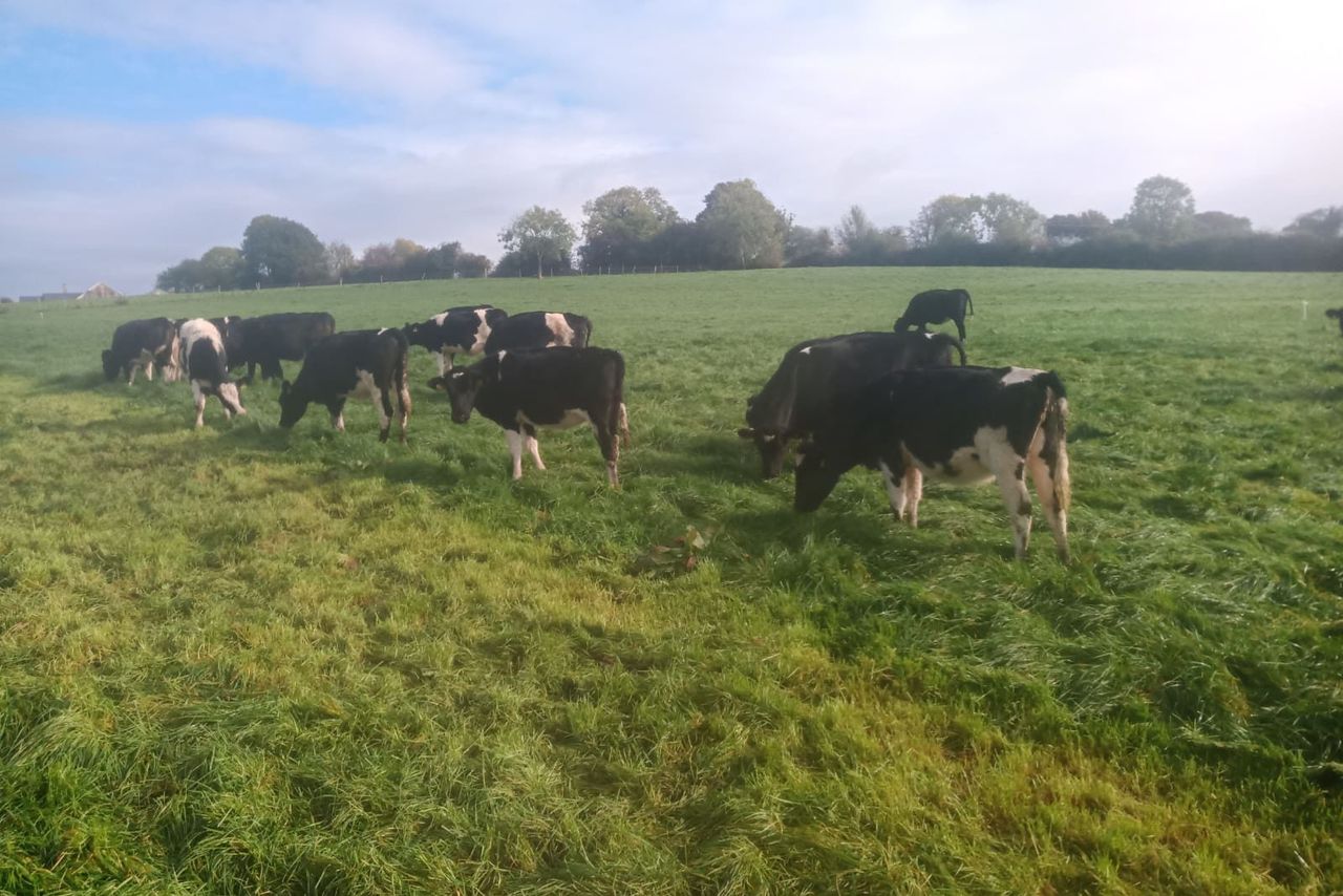 Carnew Mart set to hold sale of high-EBI heifers