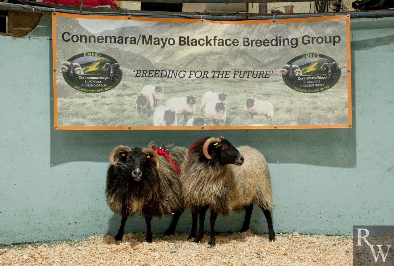 Connemara/Mayo Blackface Breeding Group's special spring sale a 'success'