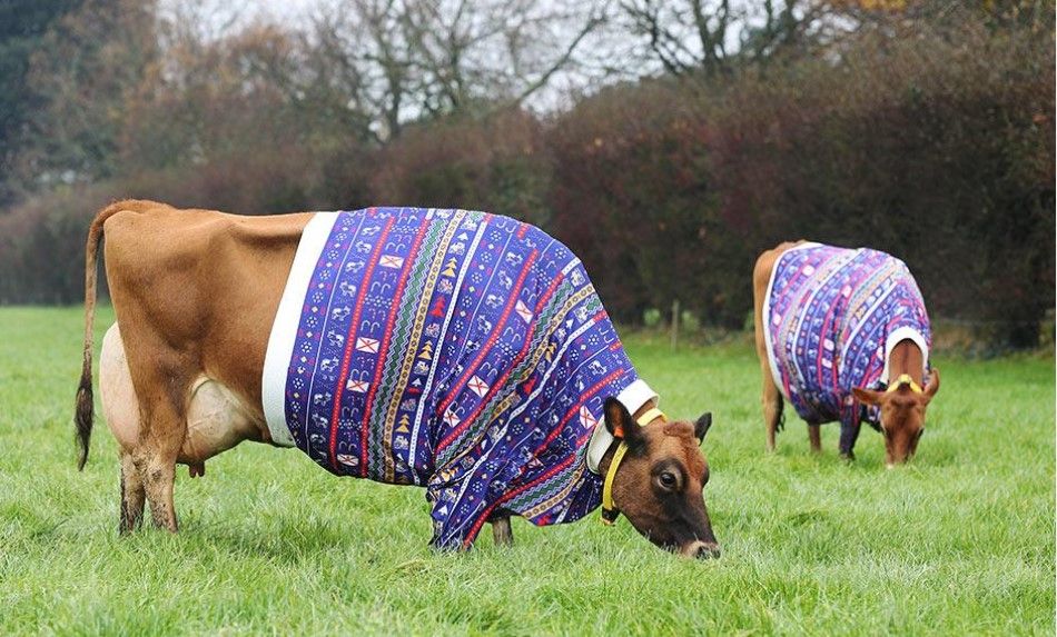 Video: Jovial Jerseys in jumpers the star attractions in festive footage