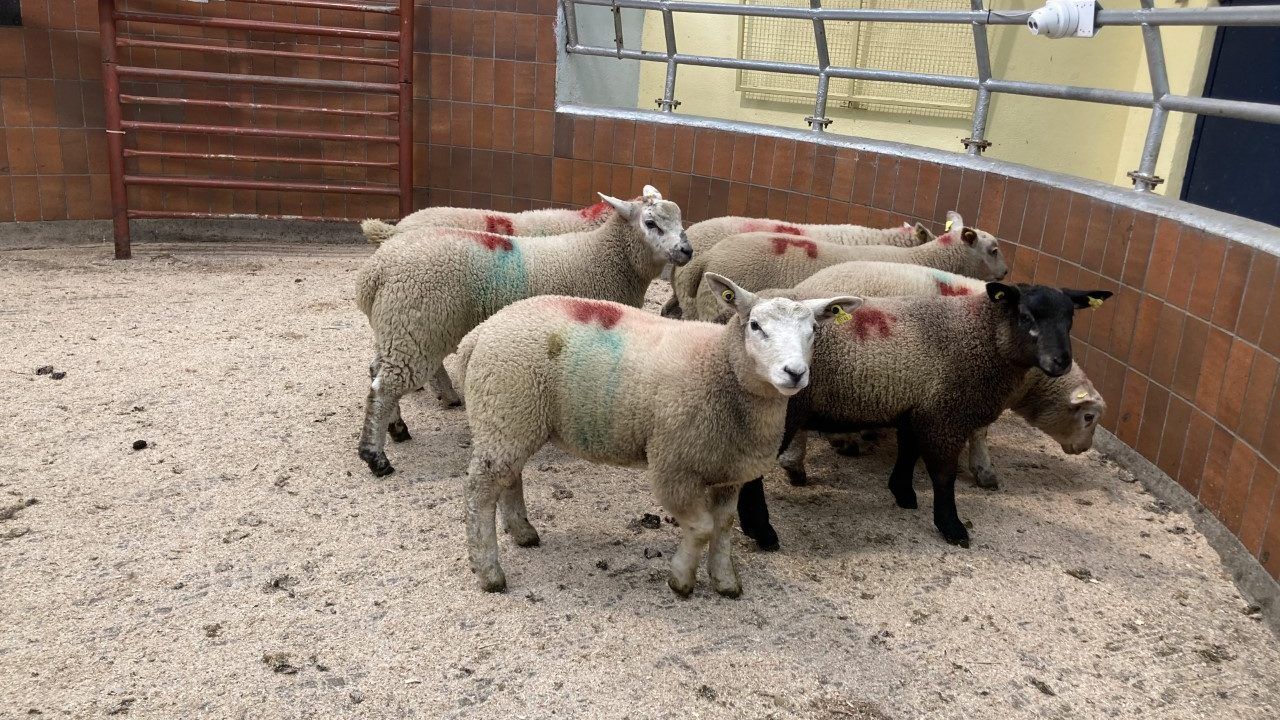 Sheep kill: Up 28,000 head on 2022