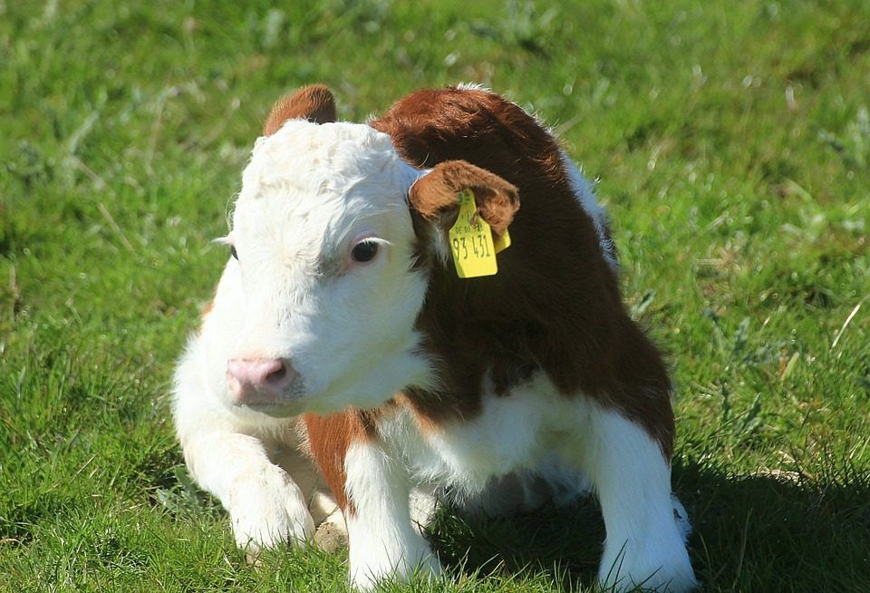 Farm accident survivor builds up organic enterprise