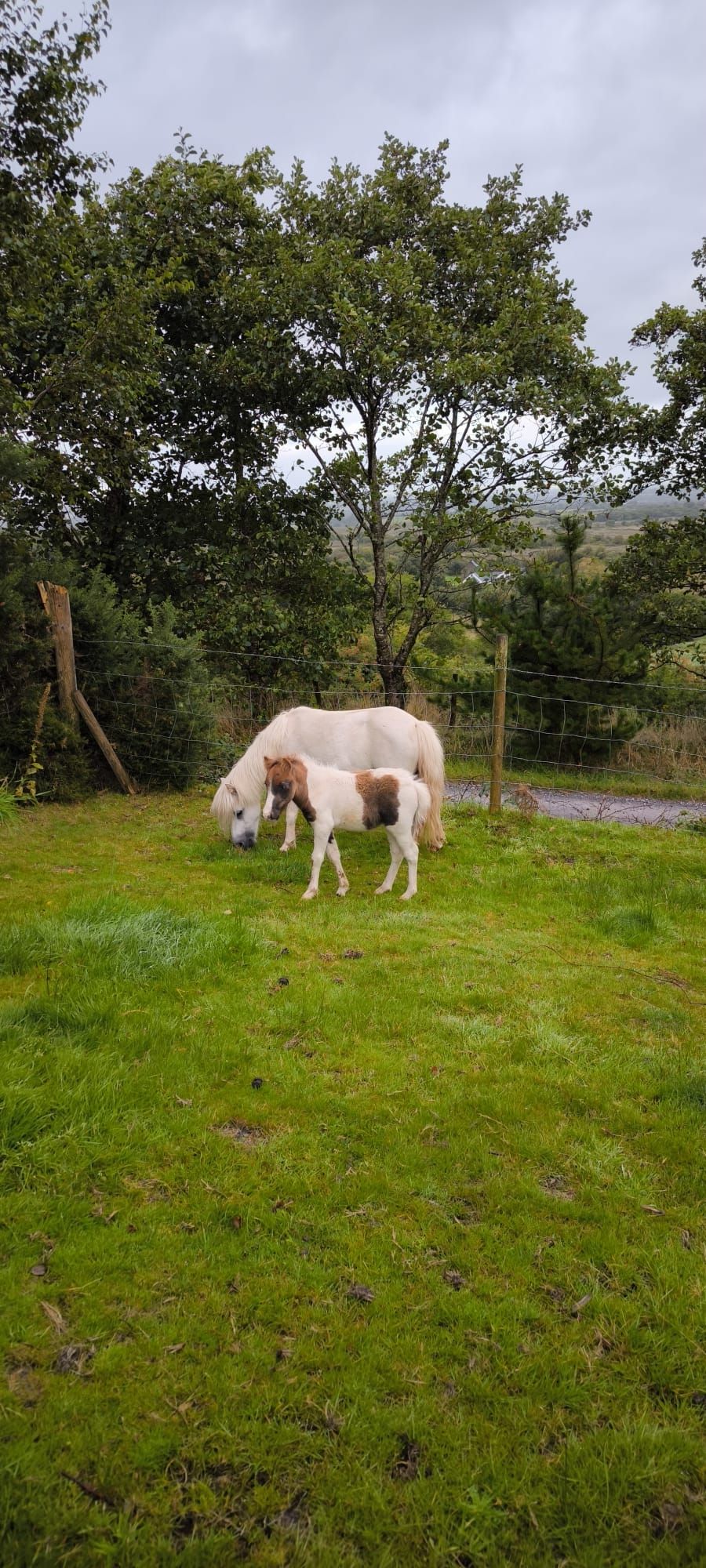 Relief for Kerry farmer as missing miniature horses recovered
