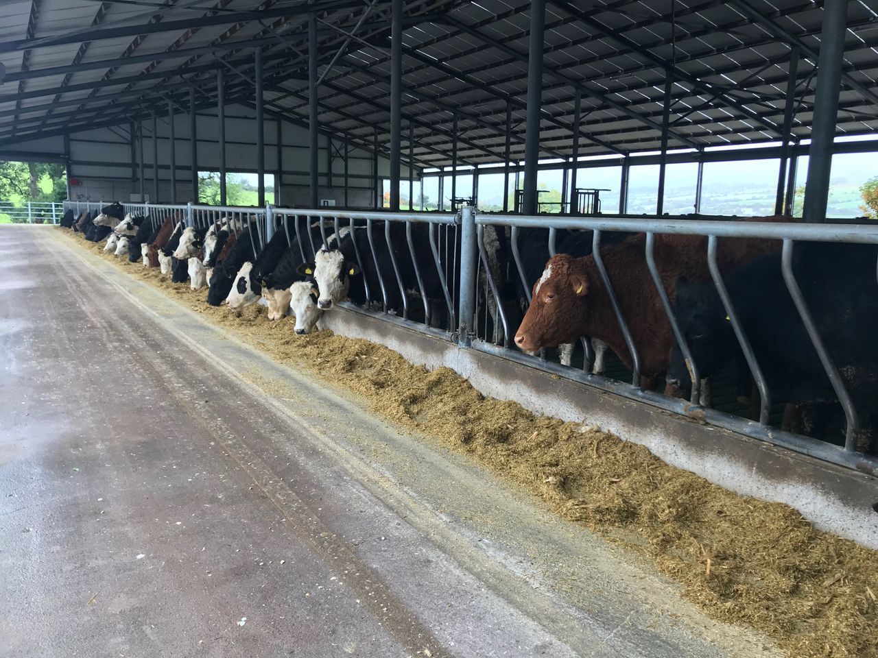 Beef tour: Innovation, automation and efficiency on show this Saturday in Co. Cork