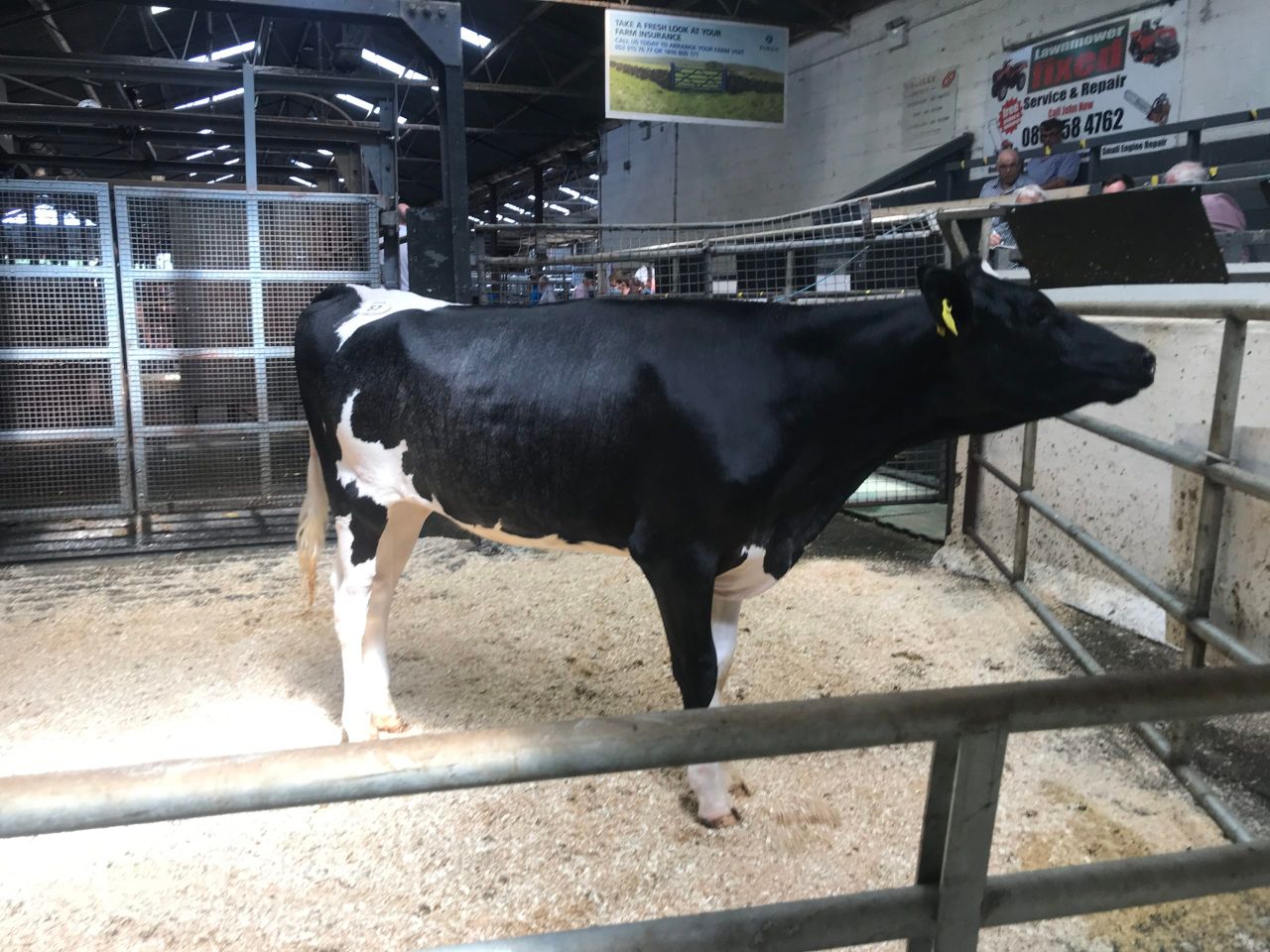 Tabasco daughter makes top price at Kilskyre youngstock sale