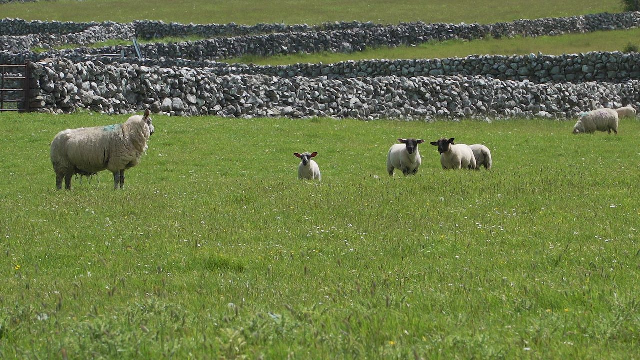 Sheep management: Prioritise good-quality grass for lambs