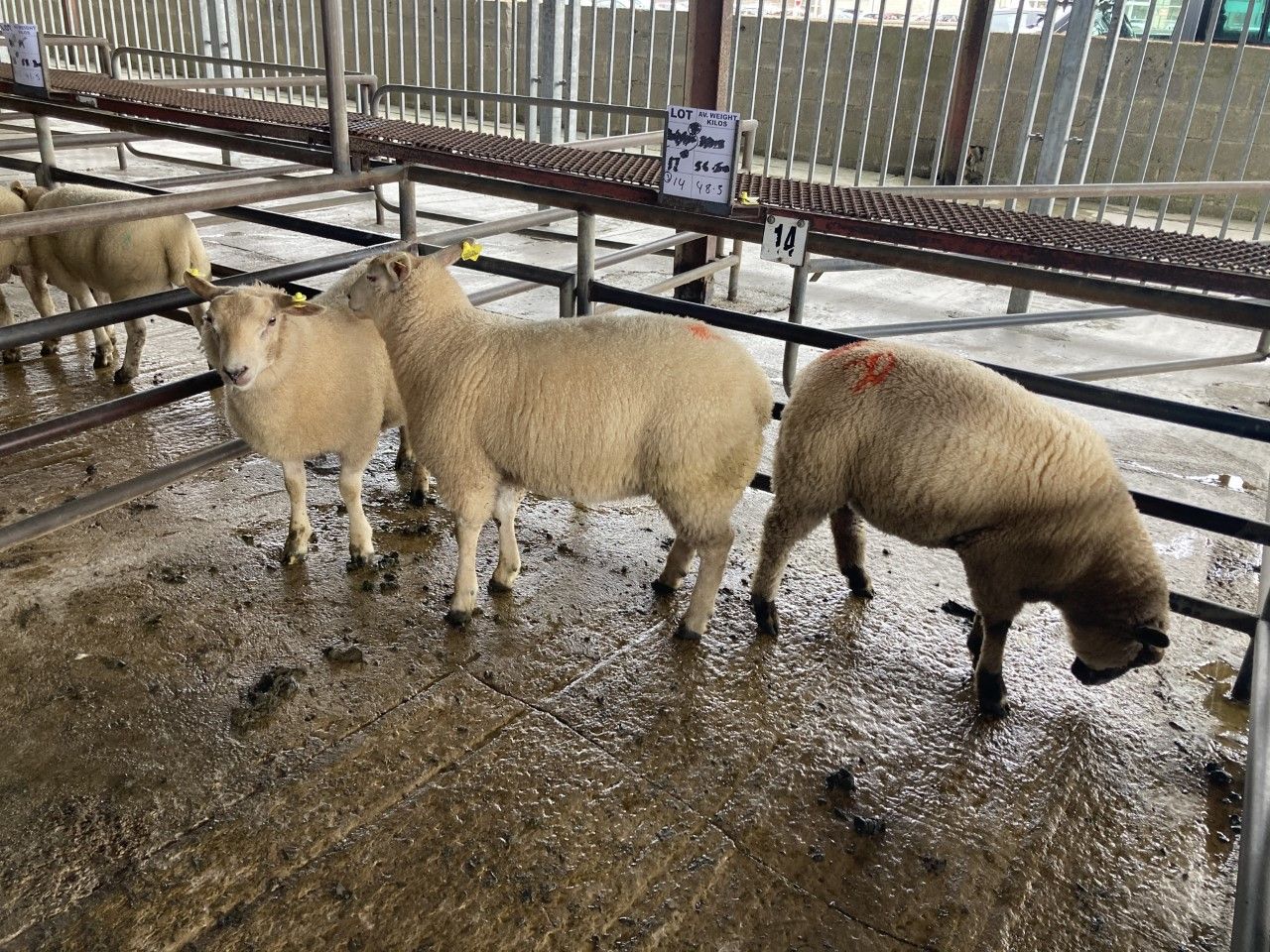 Sheep marts: Lamb prices well back at marts last week