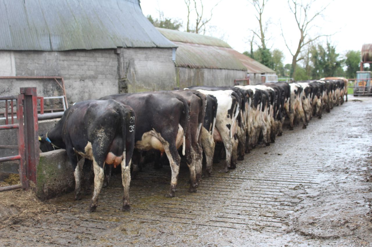 Milk volumes down by '8L/cow/day' - Kilkenny dairy farmer