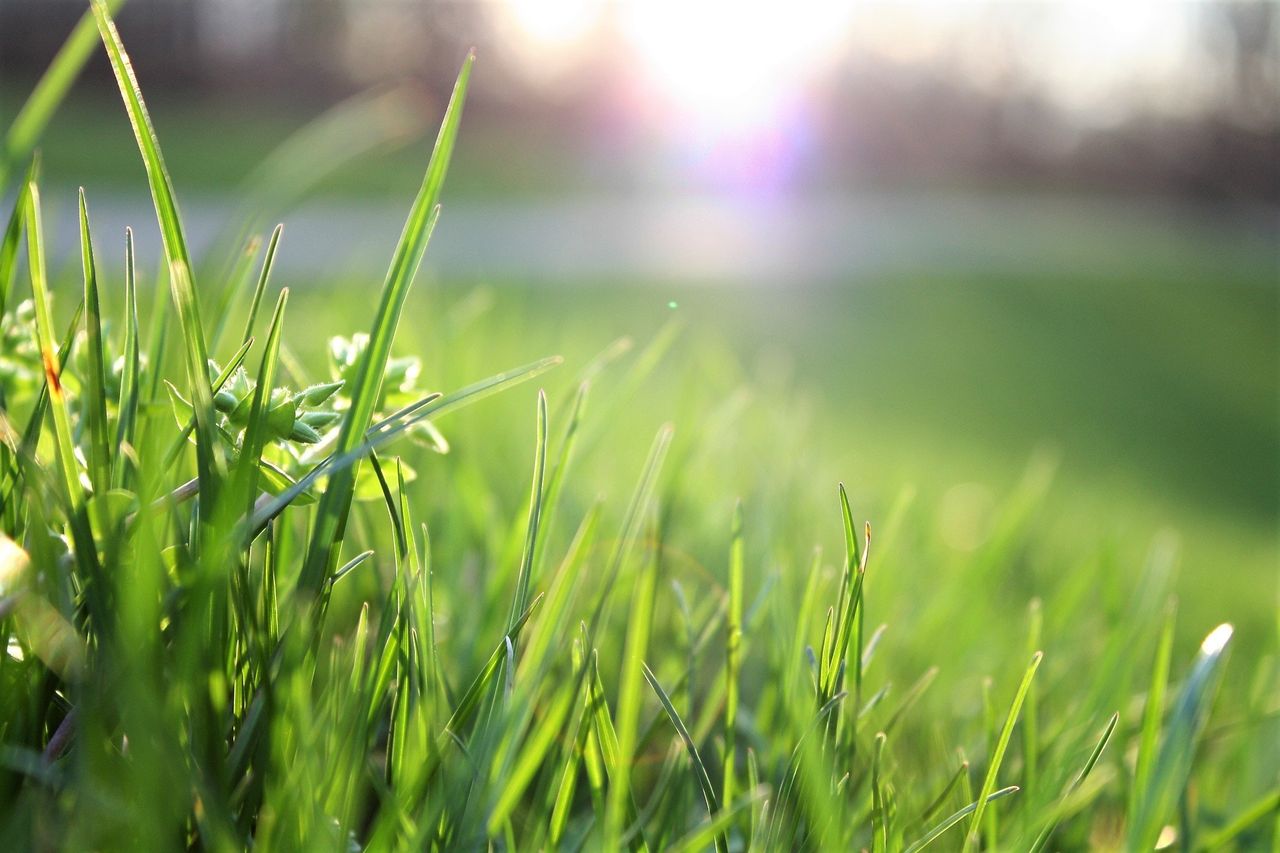Green Party MEPs call on Ireland to vote for glyphosate ban