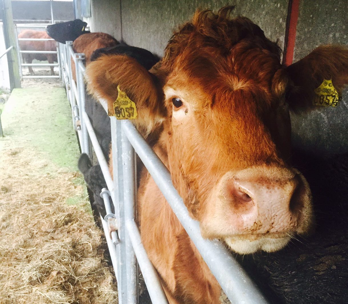DAFM confident in existing BSE controls following Scottish case
