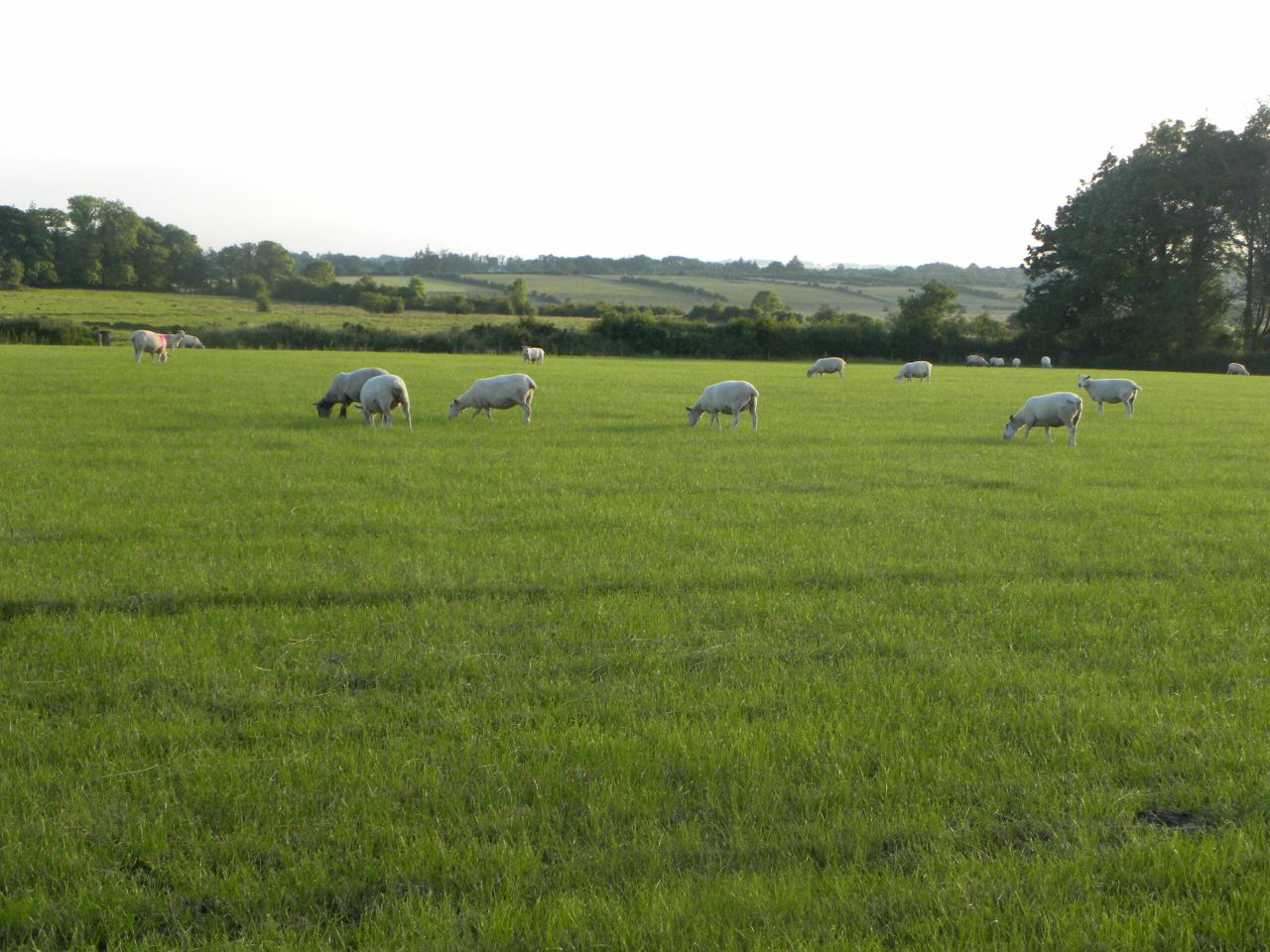 New Zealand lamb production up 1% on 2014, exports down 4%