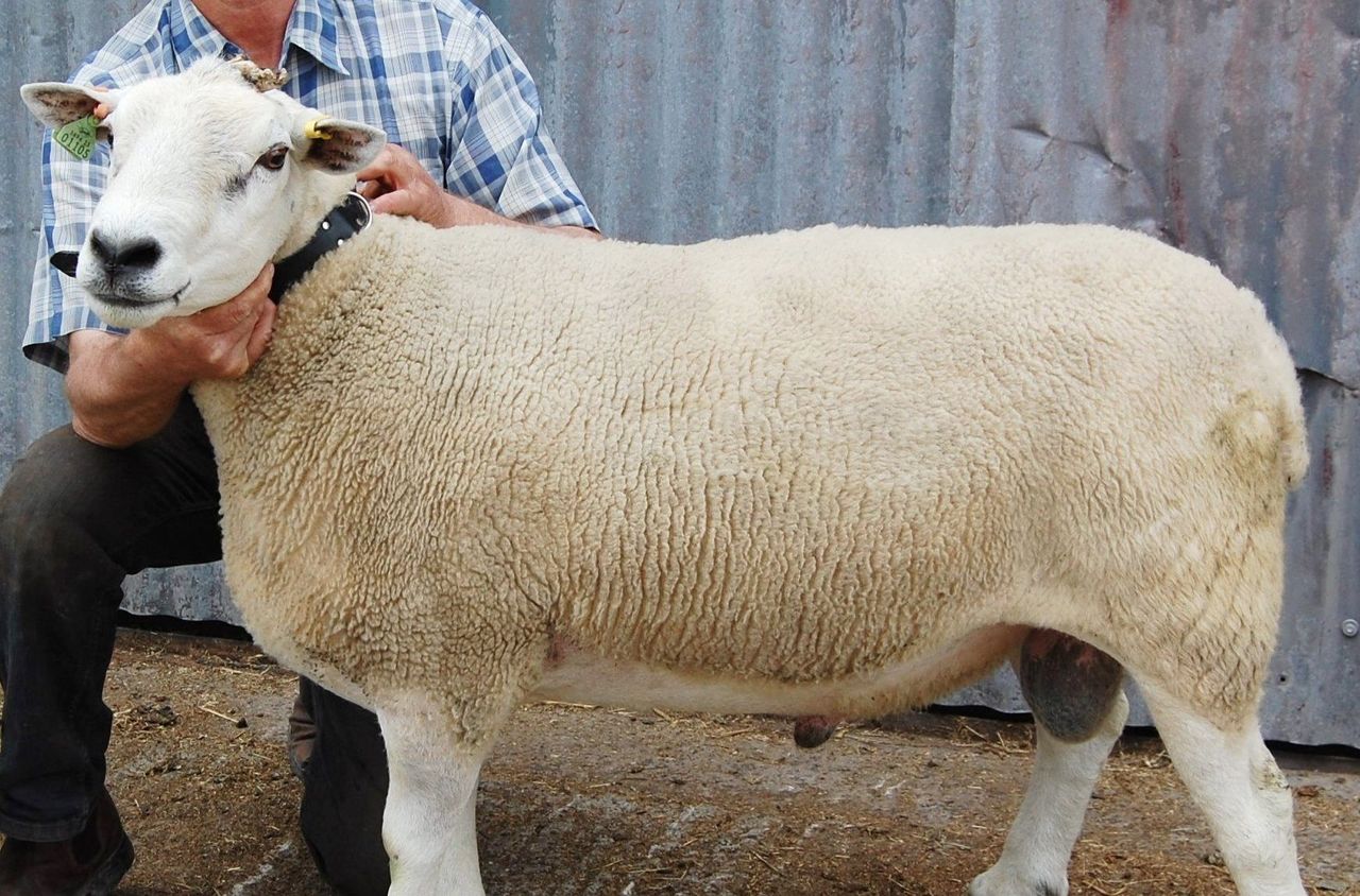 5 things to check on your ram before breeding season