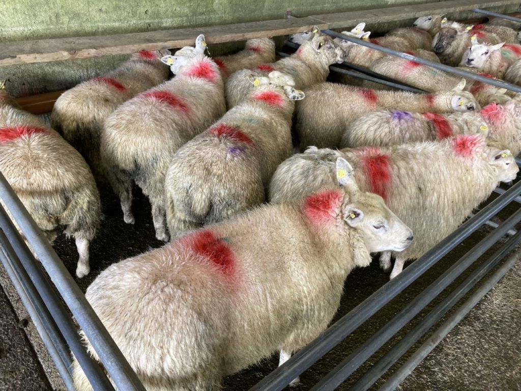 Sheep trade update: Trade steady to weaker in cases