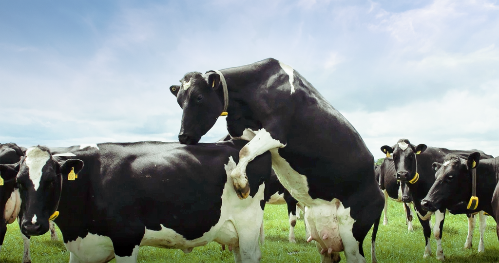 Once you have established that a cow is on heat, the next challenge is the timing of her serve. Source: Censortec
