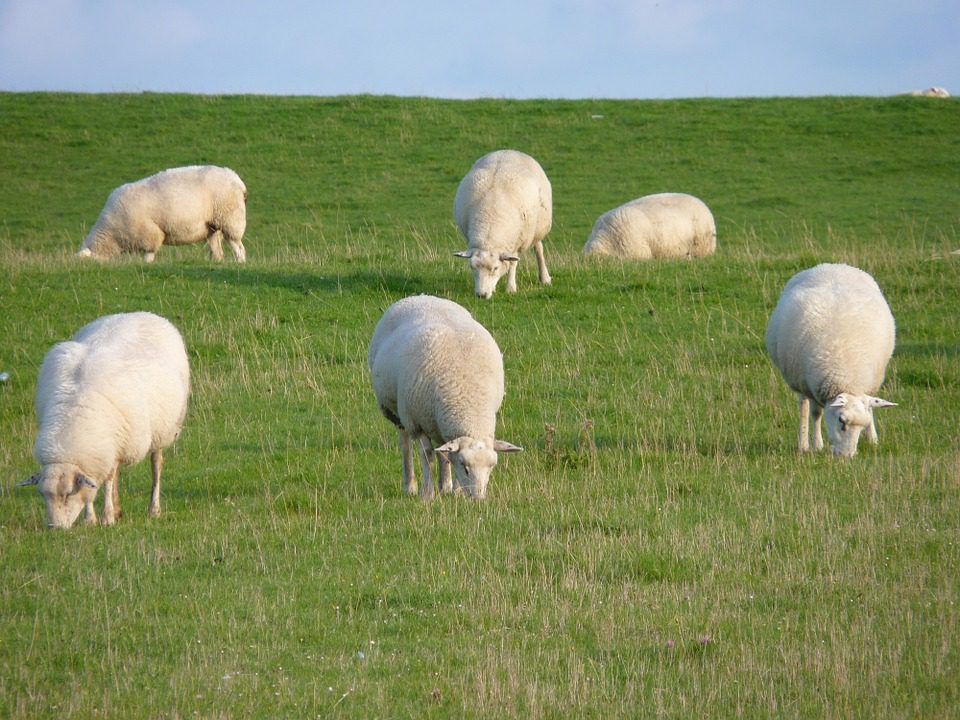 Sheep open day - 'best flocks are utilising most grass'