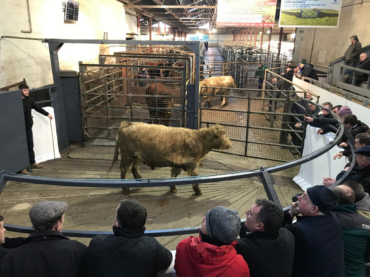 Cattle marts: Pics and prices from the first sale of 2018 at Carnaross Mart