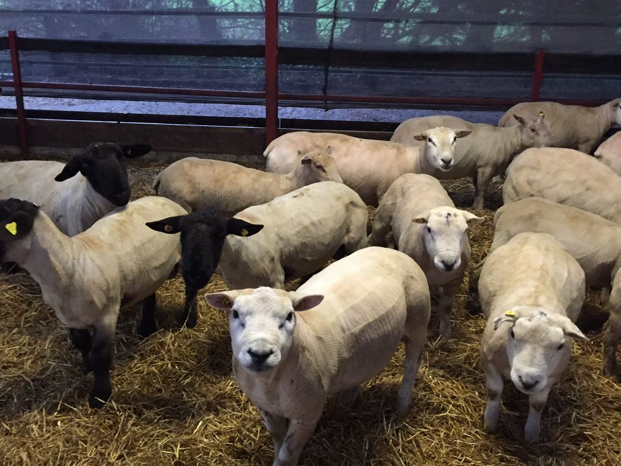 Discounted sheep genotyping available to pedigree breeders