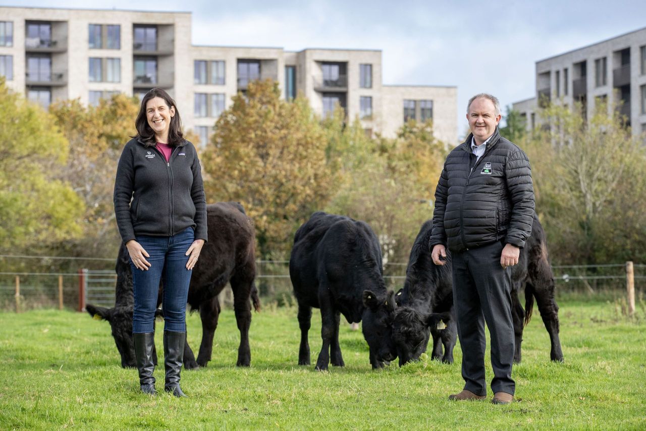 Certified Irish Angus to rear cattle at Airfield Estate