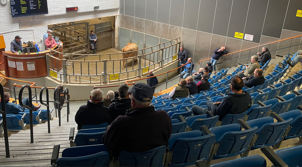 Mart report: Stores under 400kg average €4.65/kg at Kilkenny