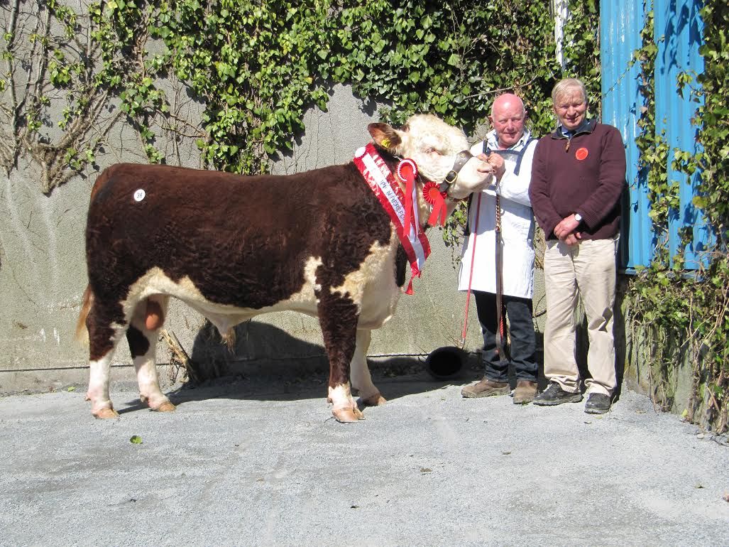 Pics: Buyers dig in deep at Hereford Show and Sale