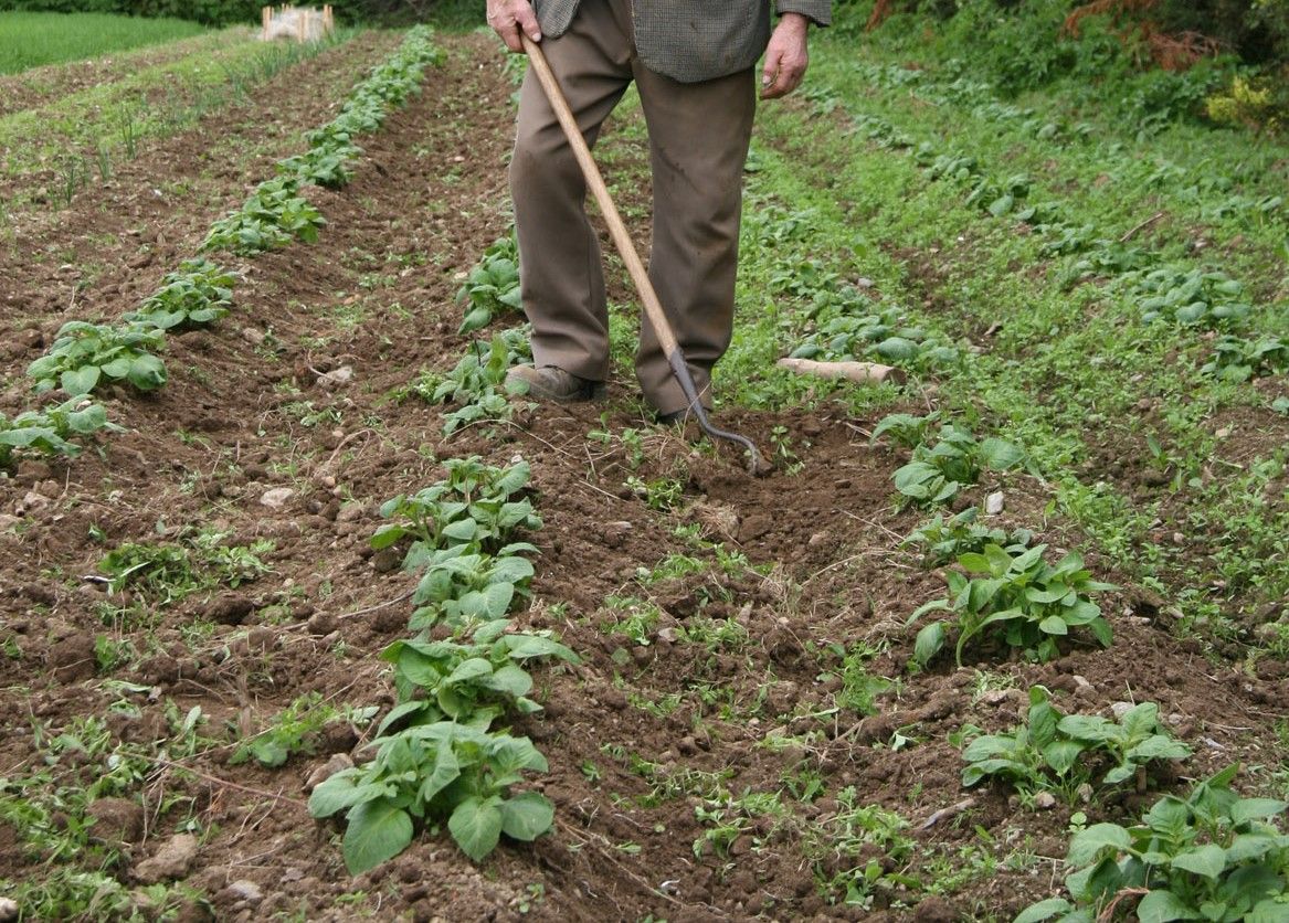 St. Patrick's Day: A time to set the spuds?