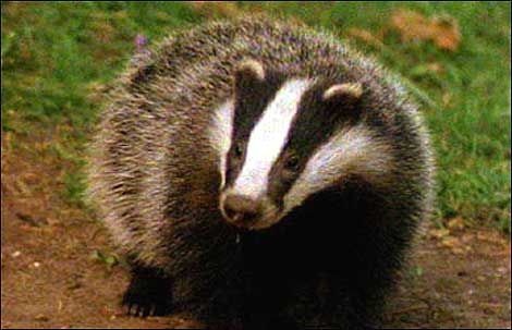 Know what animal is most likely to visit your farm unannounced? And it's not a badger
