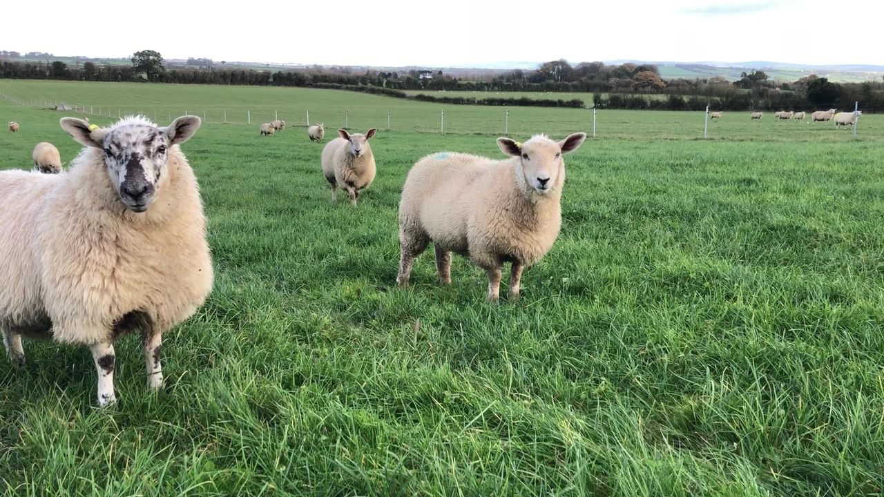 What sheep do I need to dose for worms?