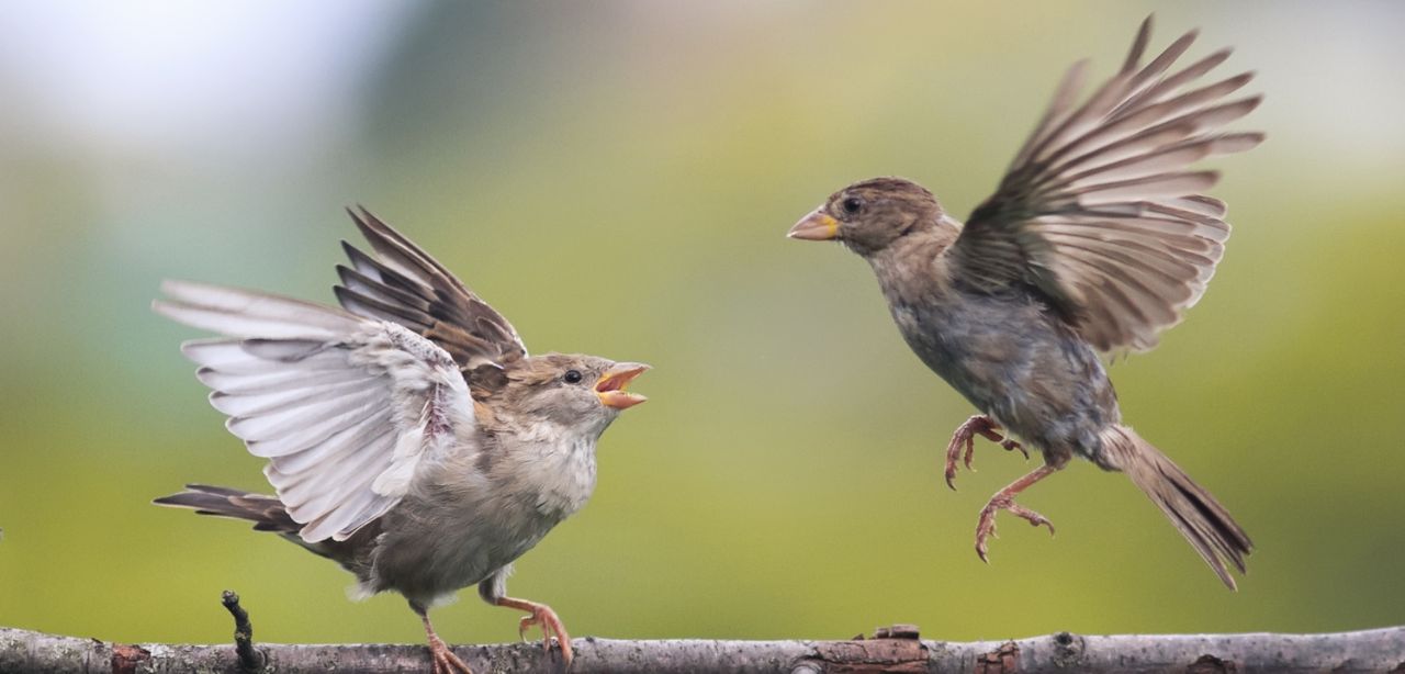 QUB theory suggests emotions underpin animal behaviour