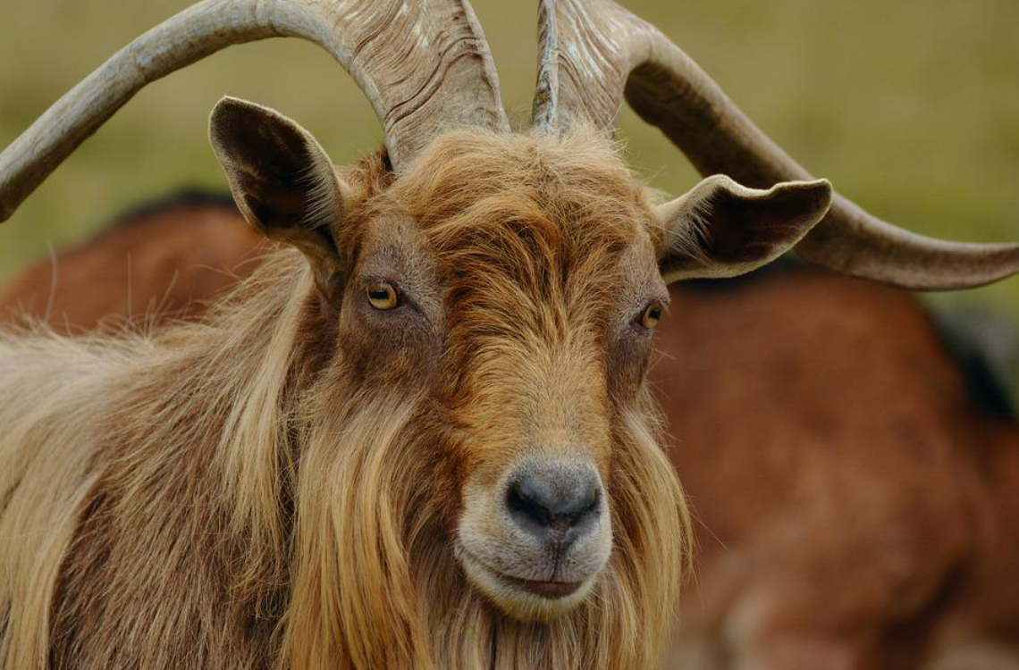 DAFM contacted over 175 times on Puck Fair goat welfare