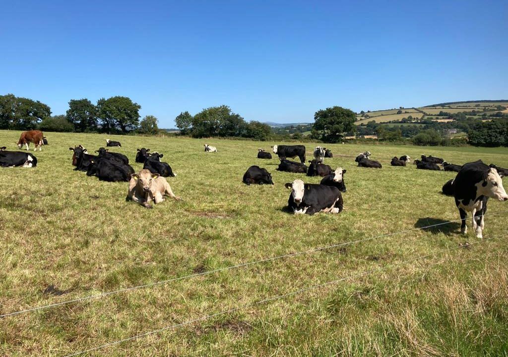 ABP Demo Farm: Planning grass in prolonged dry spell