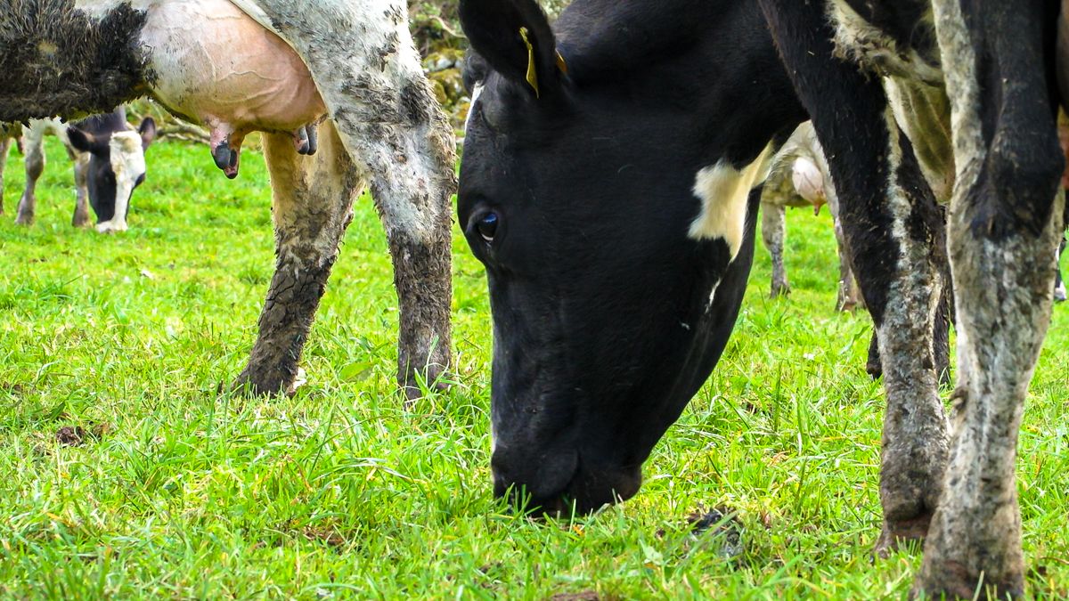 RVLs detect seasonal phosphorous deficiency in some herds
