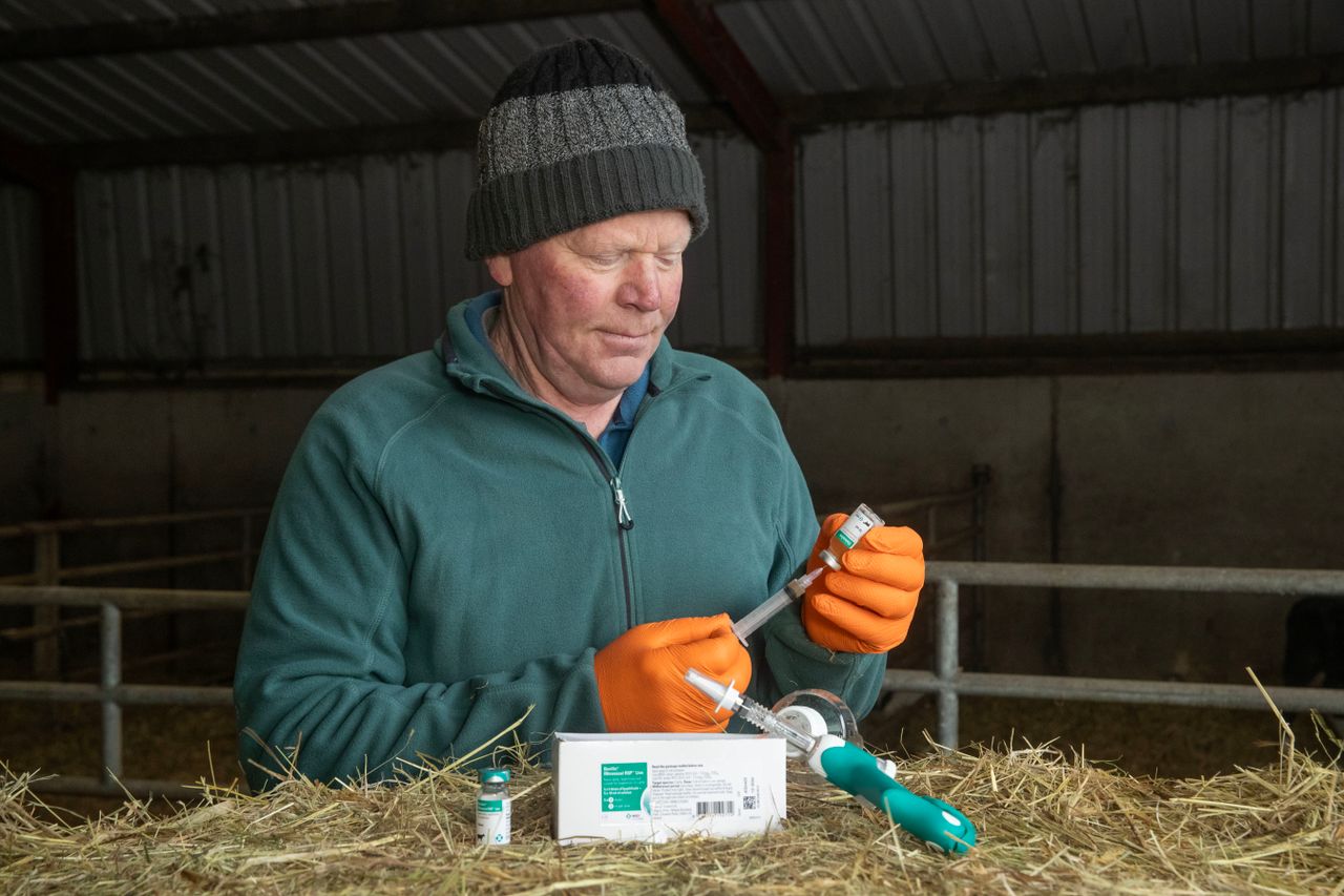 Dairy farmer Dermot Kehoe using Bovilis INtranasal RSP Live