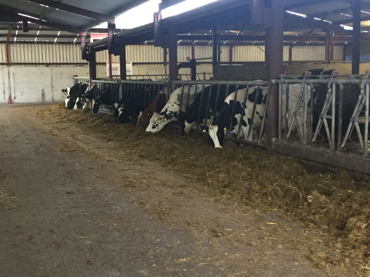 Dairy focus: Producing milk all year round with a pedigree Holstein herd in Co. Galway