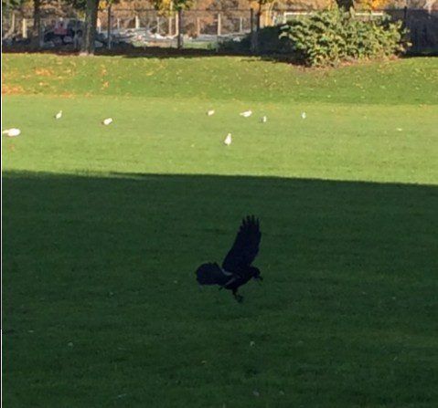 A dead crow hanging from a shed triggers fear in other crows! Fact!