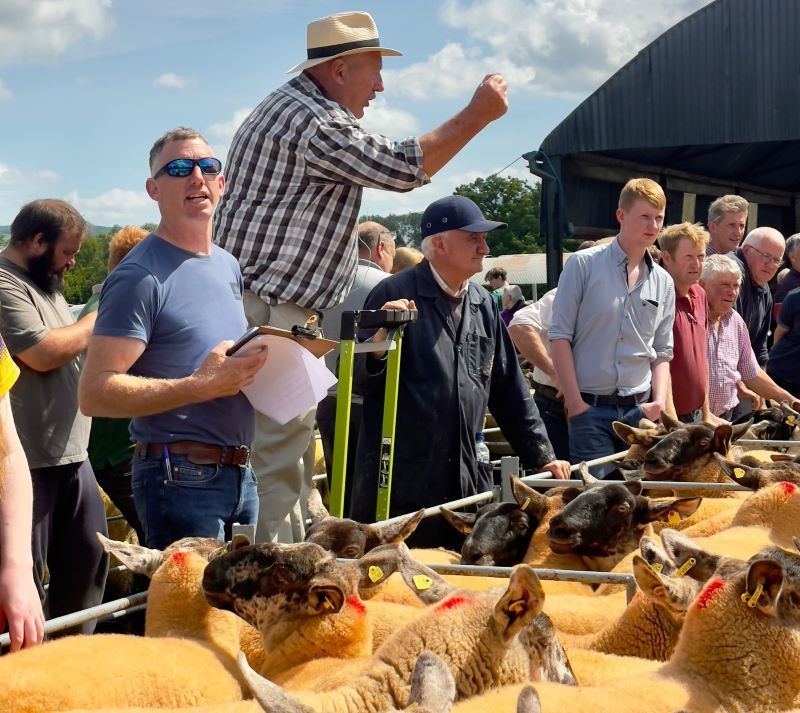 Borris Ewe Breeders' 61st show and sale 'did not disappoint'