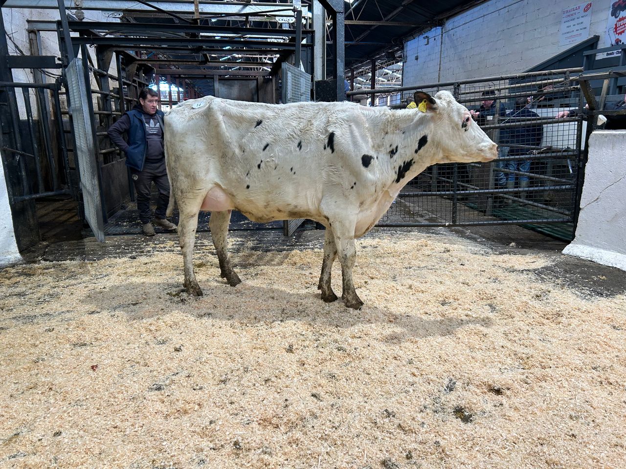 In pictures: 148th Taaffe auctions Carnaross dairy sale