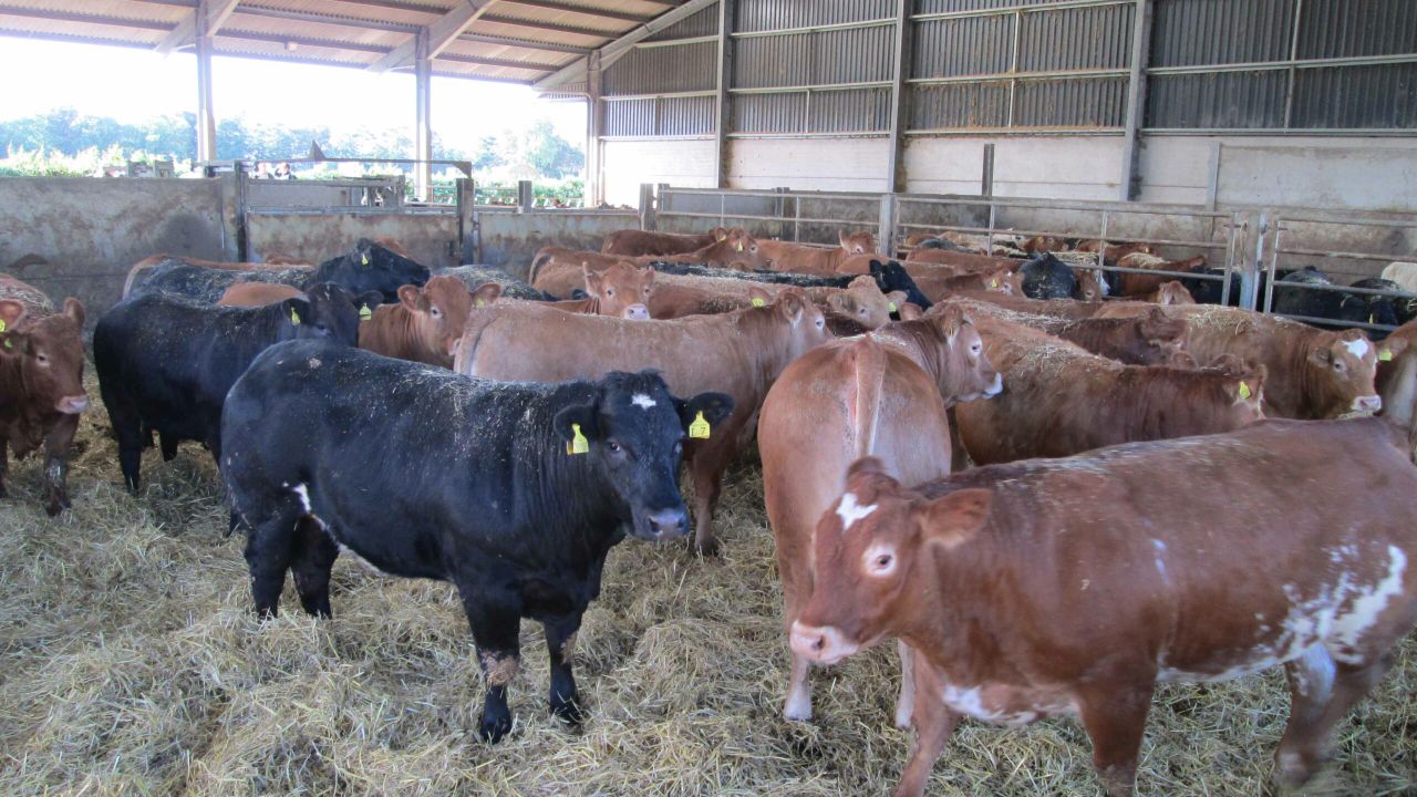 US beef breakthrough to boost international image of Ireland’s food sector