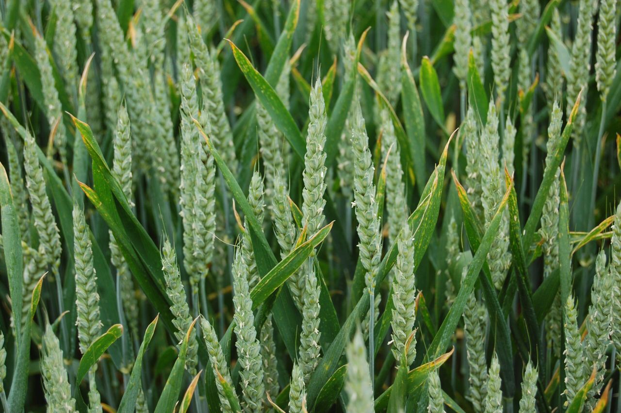What to do with your late-sown winter wheat
