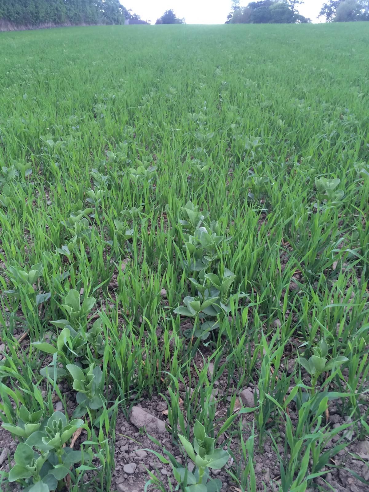 €9.5m in Protein Aid Scheme payments begin to issue to 1,500 farmers