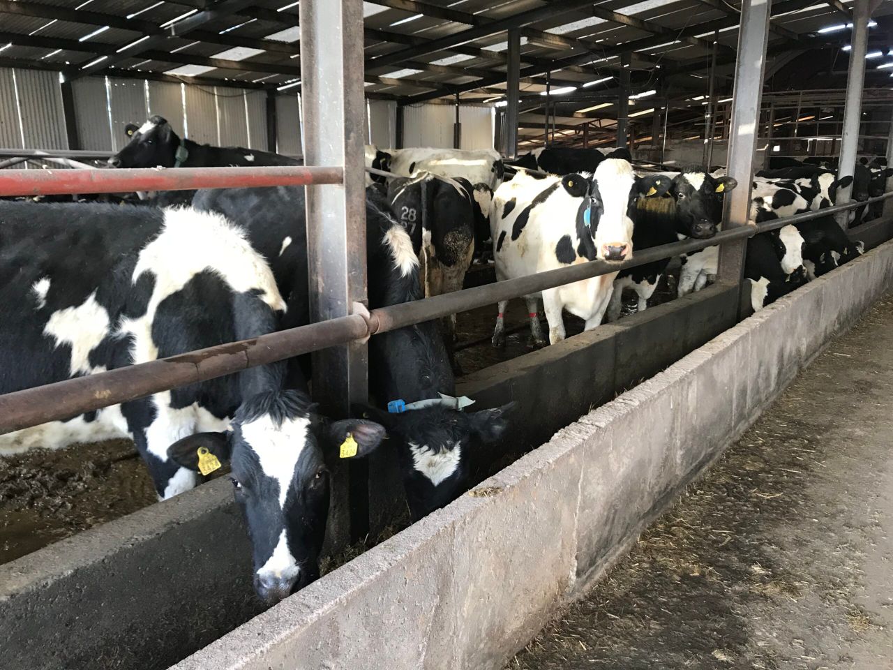Further growth in Irish dairy production expected in 2019