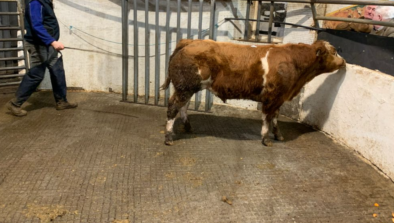 Mart report: Weanling bulls reach over €7.80/kg at Ennis sale