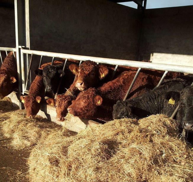 Teagasc advice on feeding weanlings and store cattle this winter