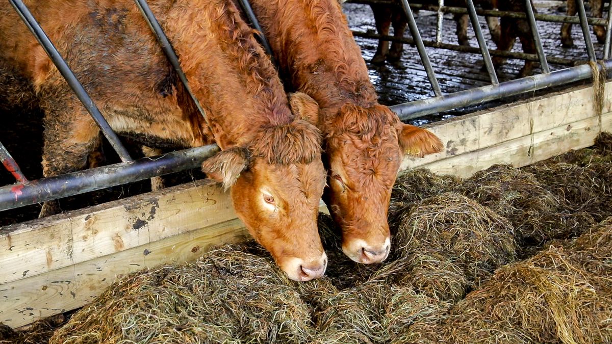 Beef prices 'nowhere near the level' farmers need to stay viable - ICSA