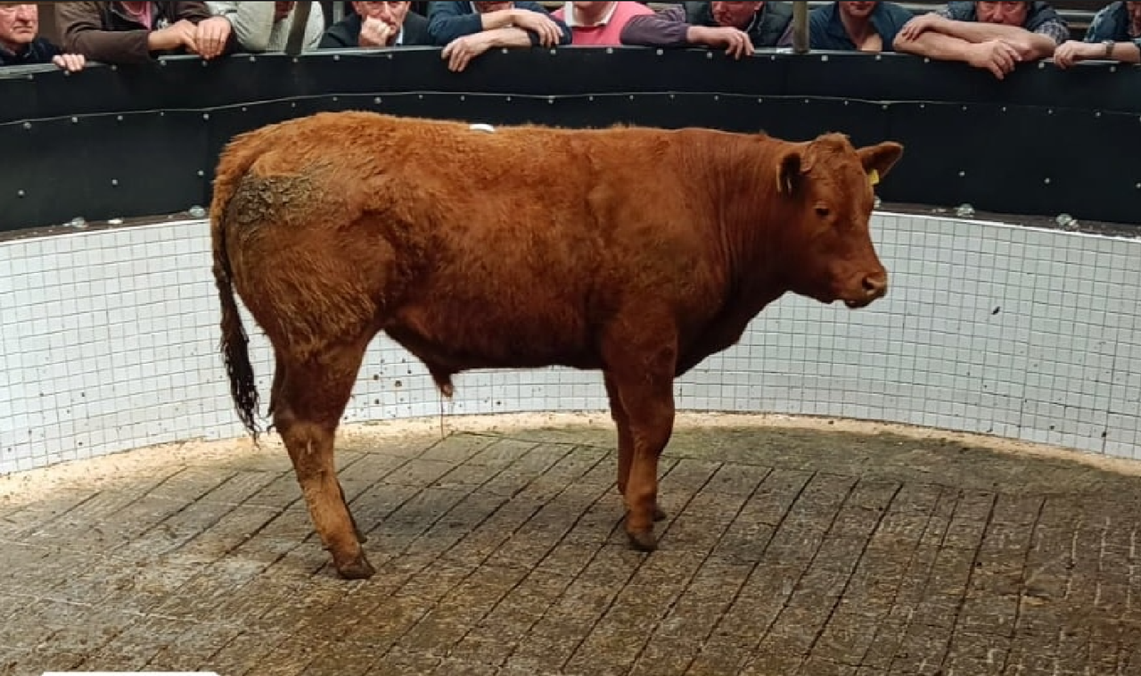 Bullocks over 500kg average €2.83/kg at Ballinrobe Mart