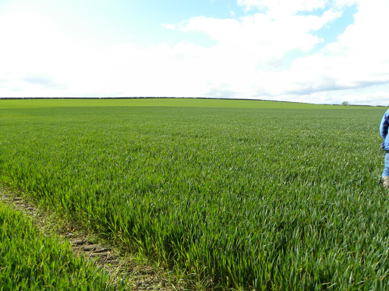Winter crops 10 days behind normal growth rates