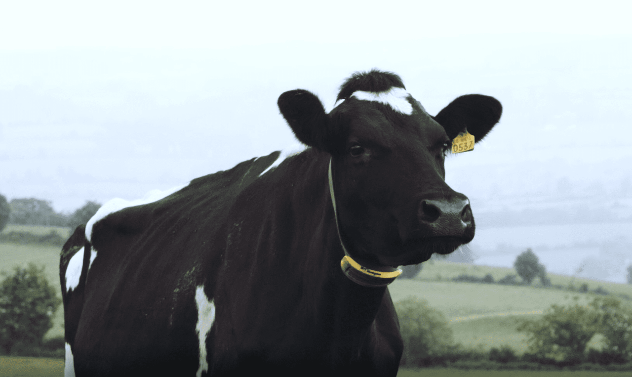 Calls made for BVD eradication programme to be 'wound up'